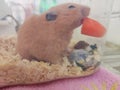 ÃÂ¡ute syrian hamster eating carrot in cage Royalty Free Stock Photo